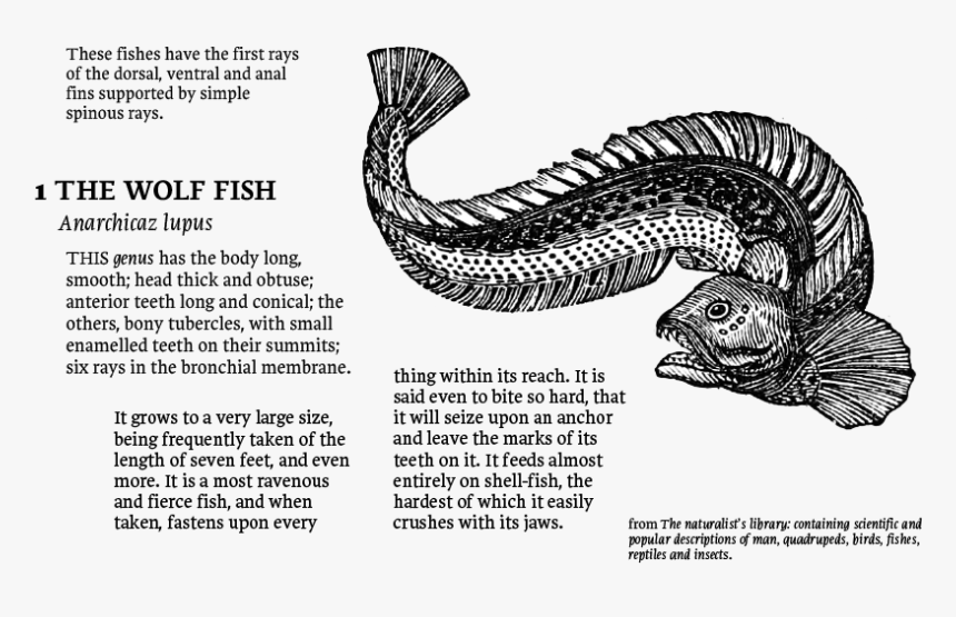 Atlantic Wolffish , Png Download - Draw A Atlantic Wolffish, Transparent Png, Free Download