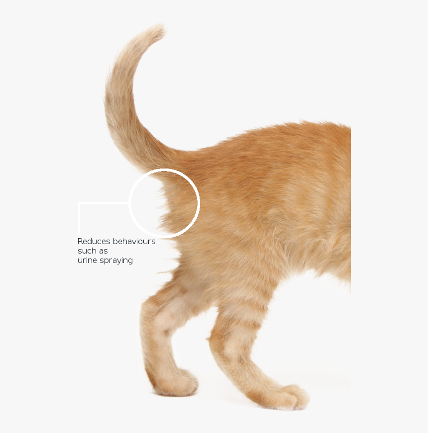 Cat Tail Back - Domestic Short-haired Cat, HD Png Download, Free Download
