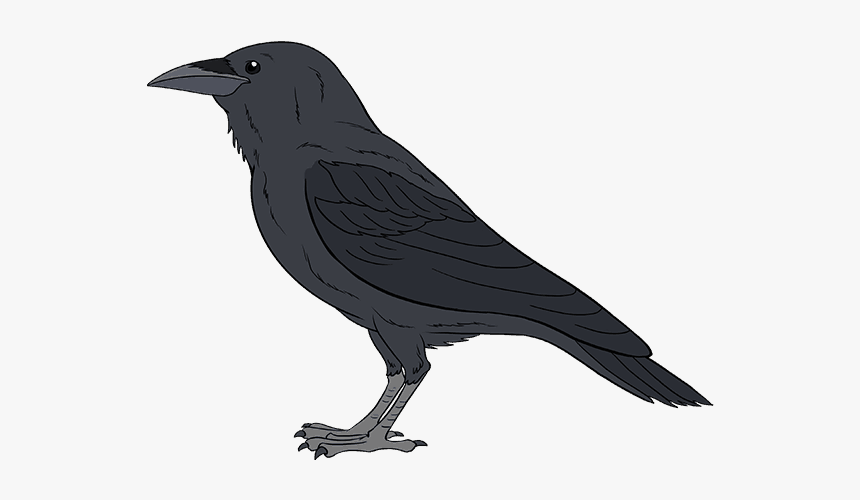 How To Draw A Raven Step, HD Png Download, Free Download