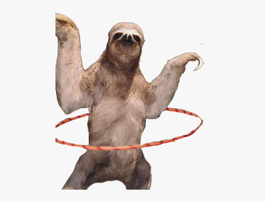 Transparent Sloth - Sloth At The Beach, HD Png Download, Free Download