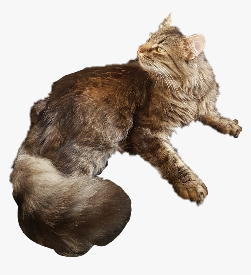 Meow - Squitten, HD Png Download, Free Download