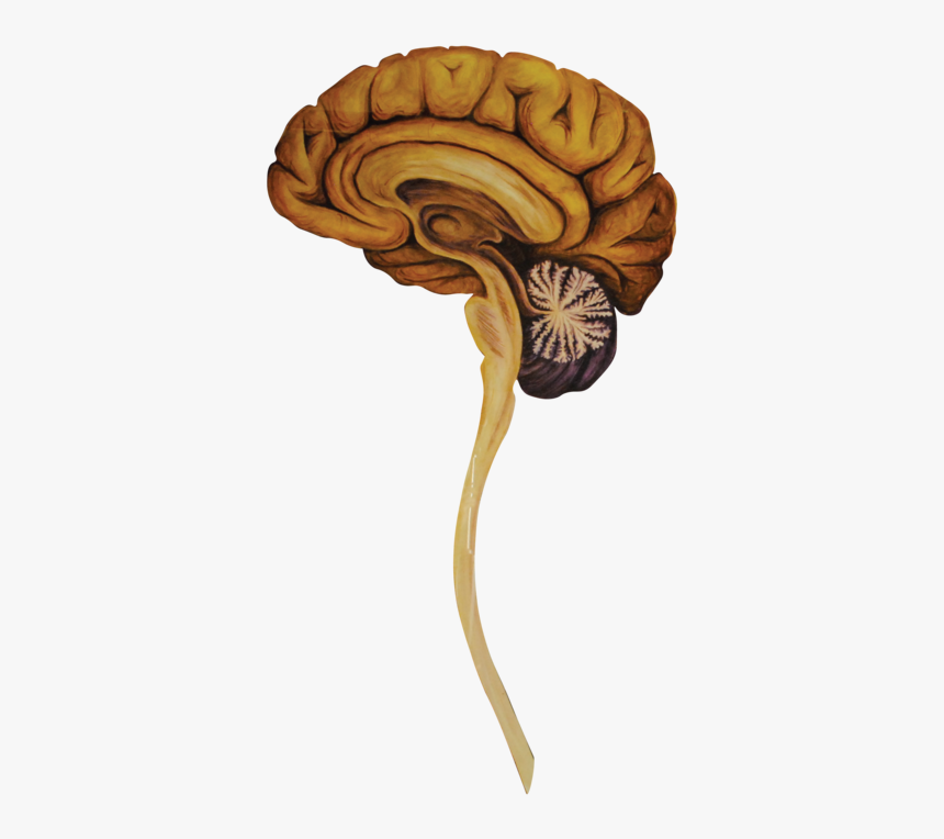 05 Heads Sagittal Brain-01 - Illustration, HD Png Download, Free Download