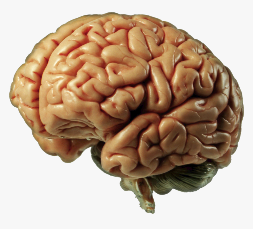 Brain 3 Quarter View, HD Png Download, Free Download