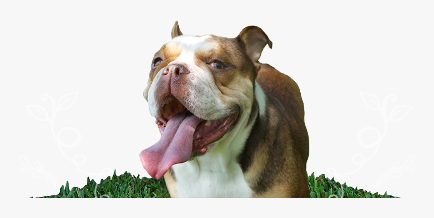 Penelope The Chocolate Tri Mini English Bulldogs - Australian Bulldog, HD Png Download, Free Download