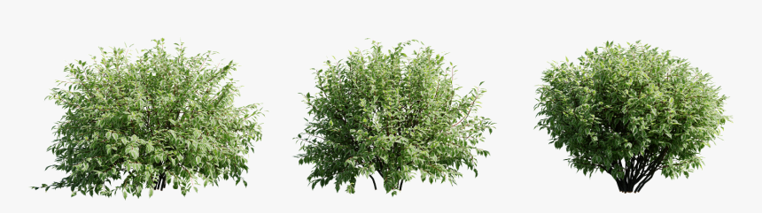 Cornus Alba Png, Transparent Png, Free Download