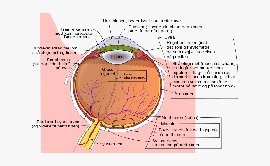 Schematic Diagram Of The Human Eye No - Beta Blockers Glaucoma, HD Png Download, Free Download