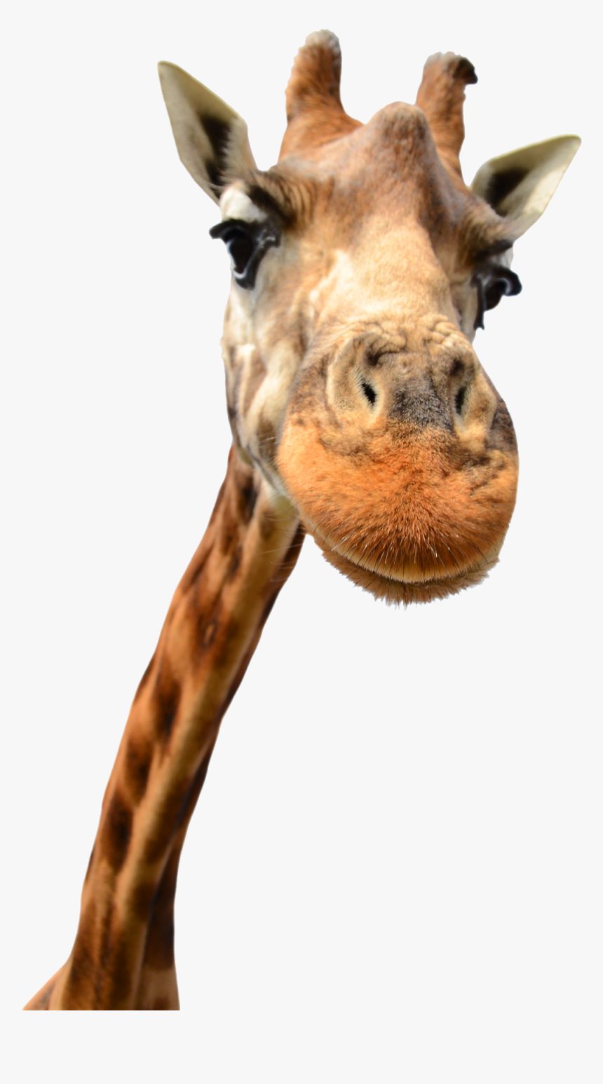 Giraffe, HD Png Download, Free Download