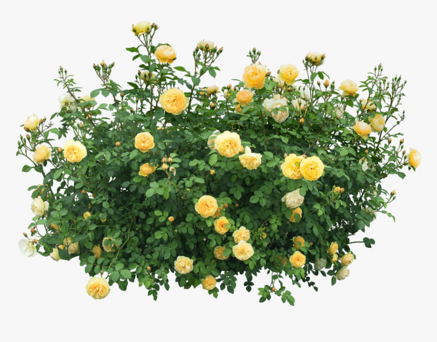 With Roses Free Images - Flower Bush Transparent, HD Png Download, Free Download