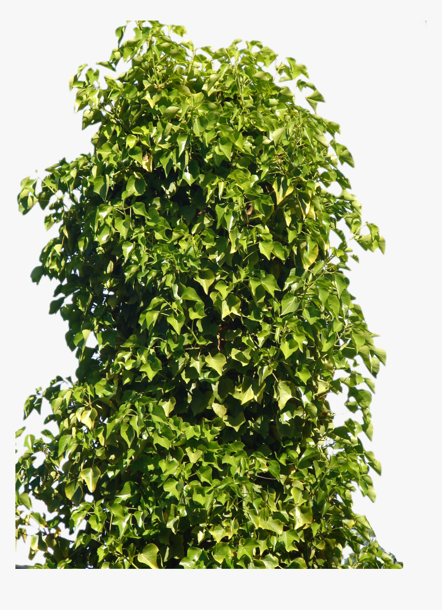 Shrub, Bushes Png Transparent Images - Bush Png, Png Download, Free Download