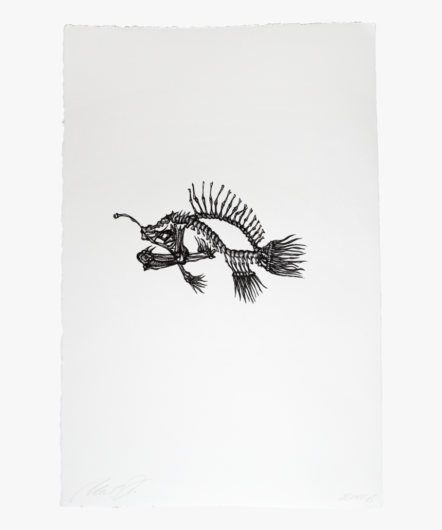 Lionfish, HD Png Download, Free Download