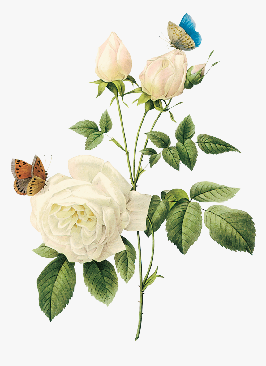 White Rose Png, Transparent Png, Free Download