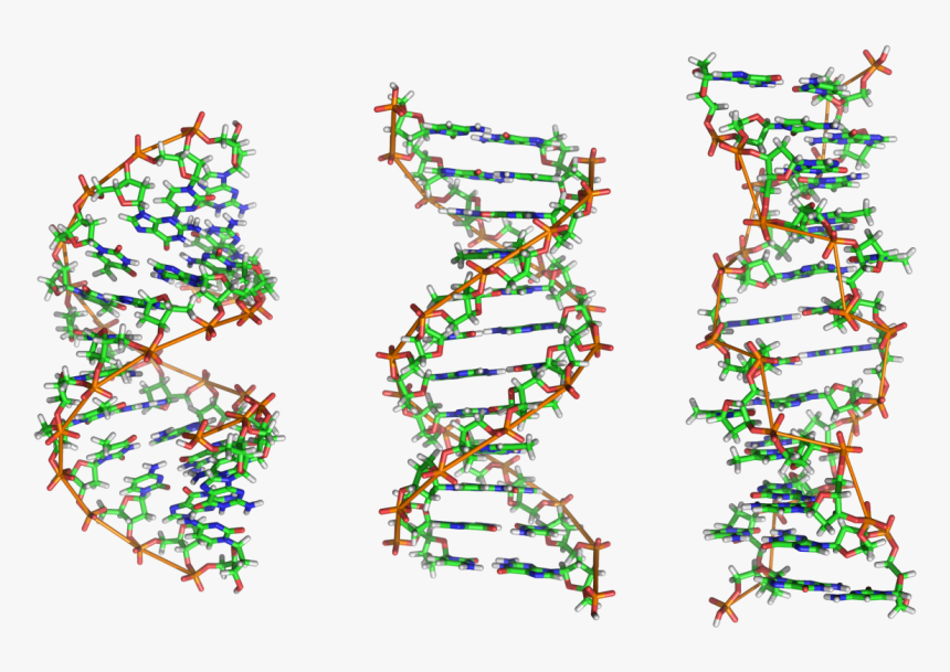 Dna B Dna Z Dna, HD Png Download, Free Download