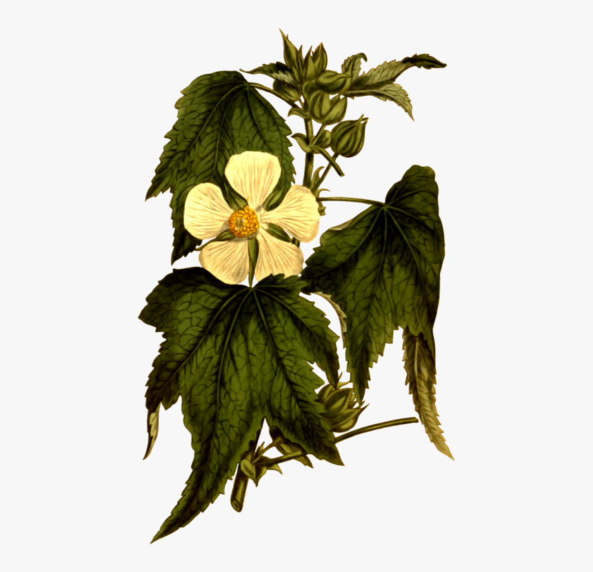 Botanical Illustration, HD Png Download, Free Download