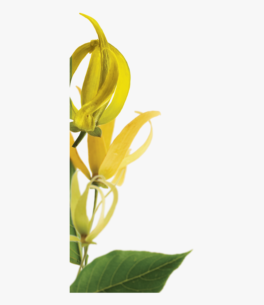 Ylang Botanical Left - Ylang Ylang Clear Background, HD Png Download, Free Download