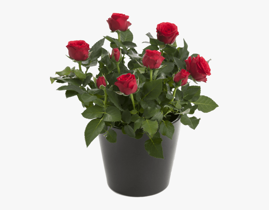 Floribunda, HD Png Download, Free Download