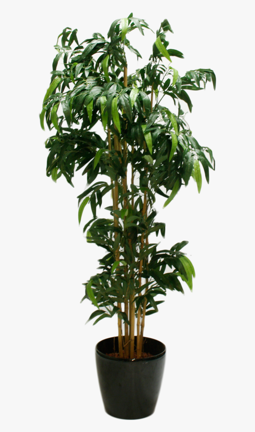 House Tree Plants, HD Png Download, Free Download