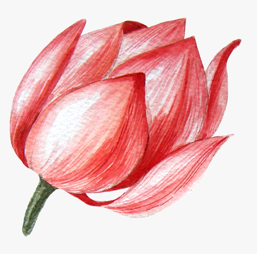 Lotus Flower Transparent Png This Graphics - Sprenger's Tulip, Png Download, Free Download