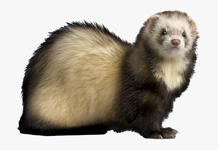 Ferret Png, Transparent Png, Free Download