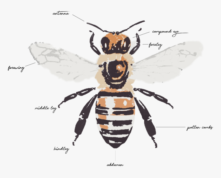 Honeybee Anatomy, HD Png Download - kindpng