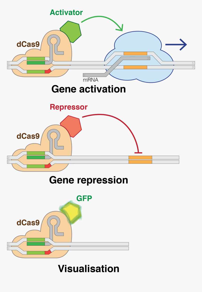 Dead-cas9 Potential Applications - Small Molecule And Cas9, HD Png Download, Free Download