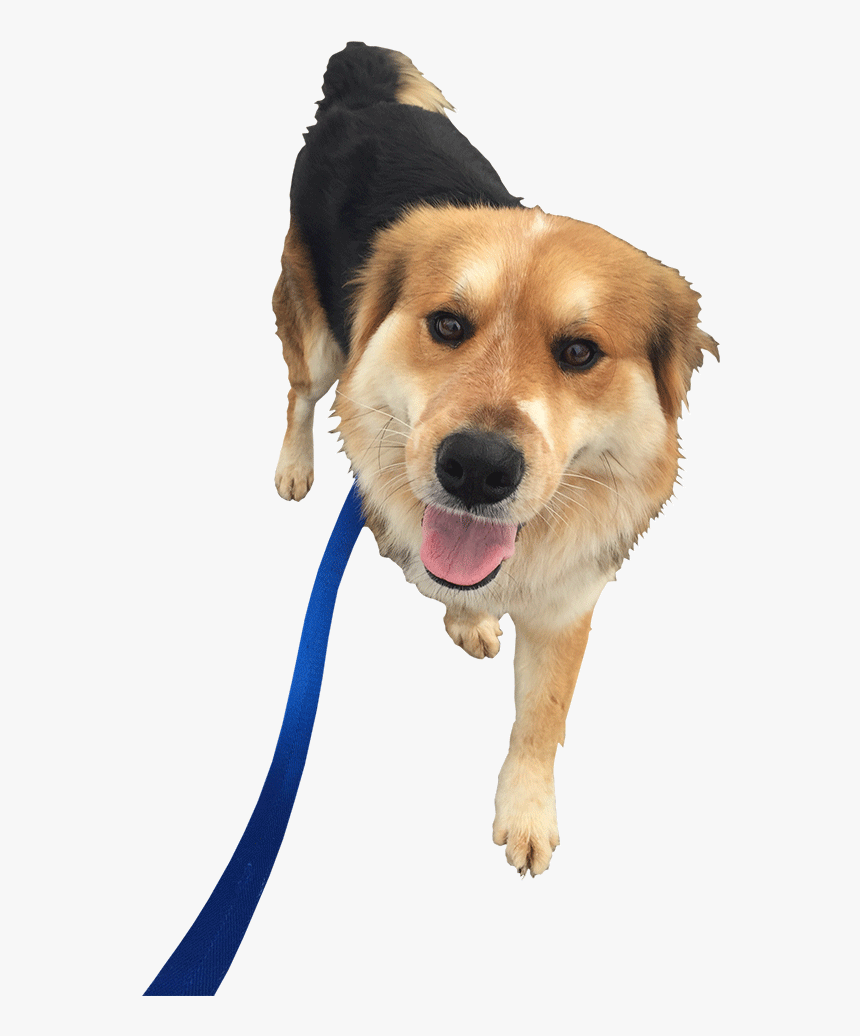 Dog Walking Png, Transparent Png, Free Download