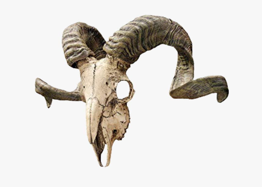 #skull #dead #death #edge #edgy #nature #animals #animalskull - Ram Skull, HD Png Download, Free Download