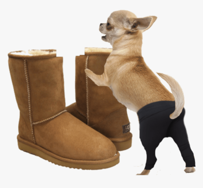 Italian Greyhounds In Boots, HD Png Download, Free Download