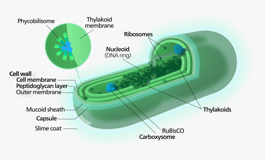 Spirulina Cyanobacterium Poptidoglycan Cell Wall, What - Blue Green Algae Structure, HD Png Download, Free Download