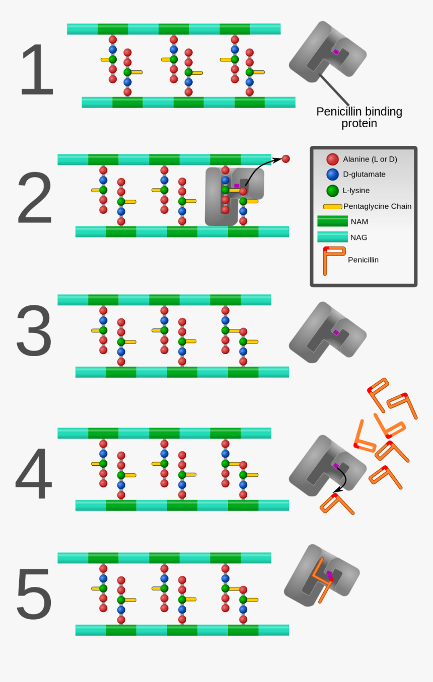 Penicillin Binding Protein Cartoon, HD Png Download, Free Download