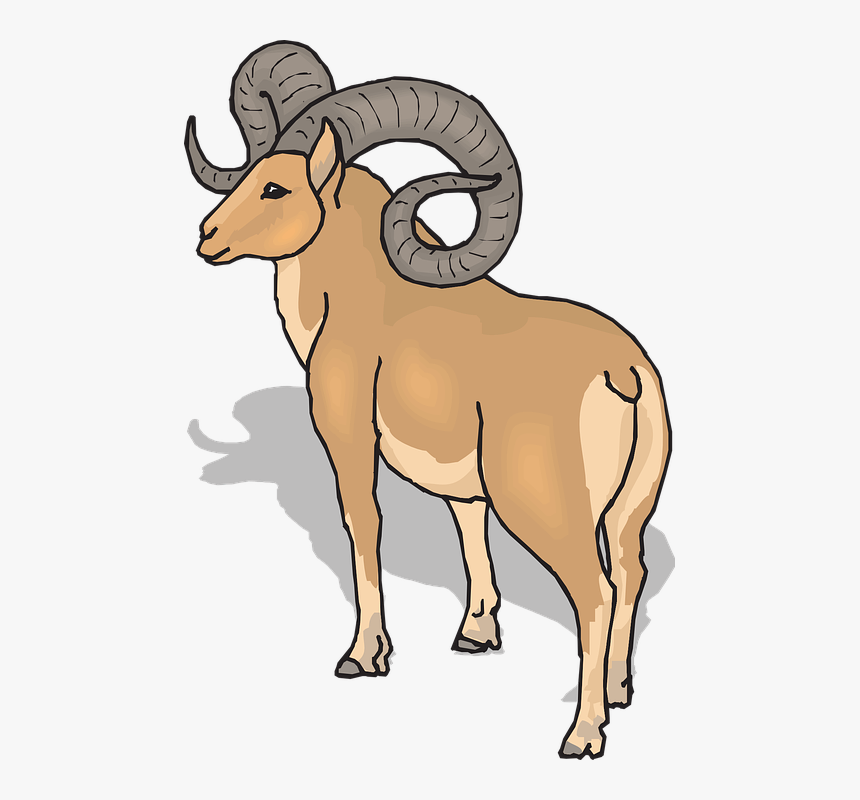 Clipart Rocky Mountain Bighorn Sheep, HD Png Download, Free Download