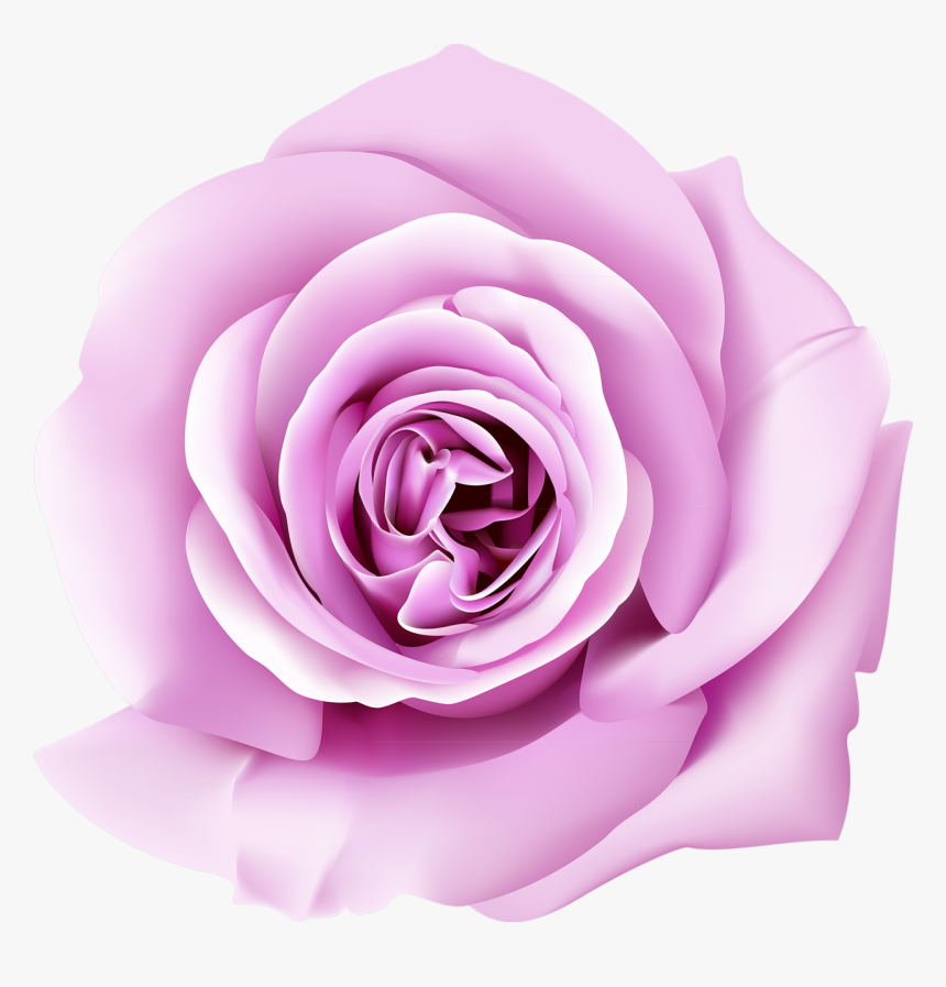 Garden Roses Wall Paper Wallpaper - Wallpaper, HD Png Download, Free Download