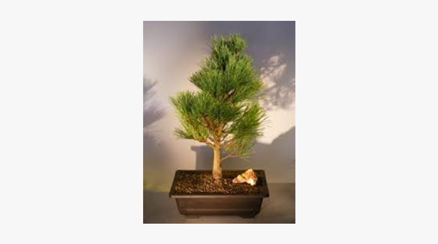 Bottle Brush Bonsai Tree - Sageretia Theezans, HD Png Download, Free Download