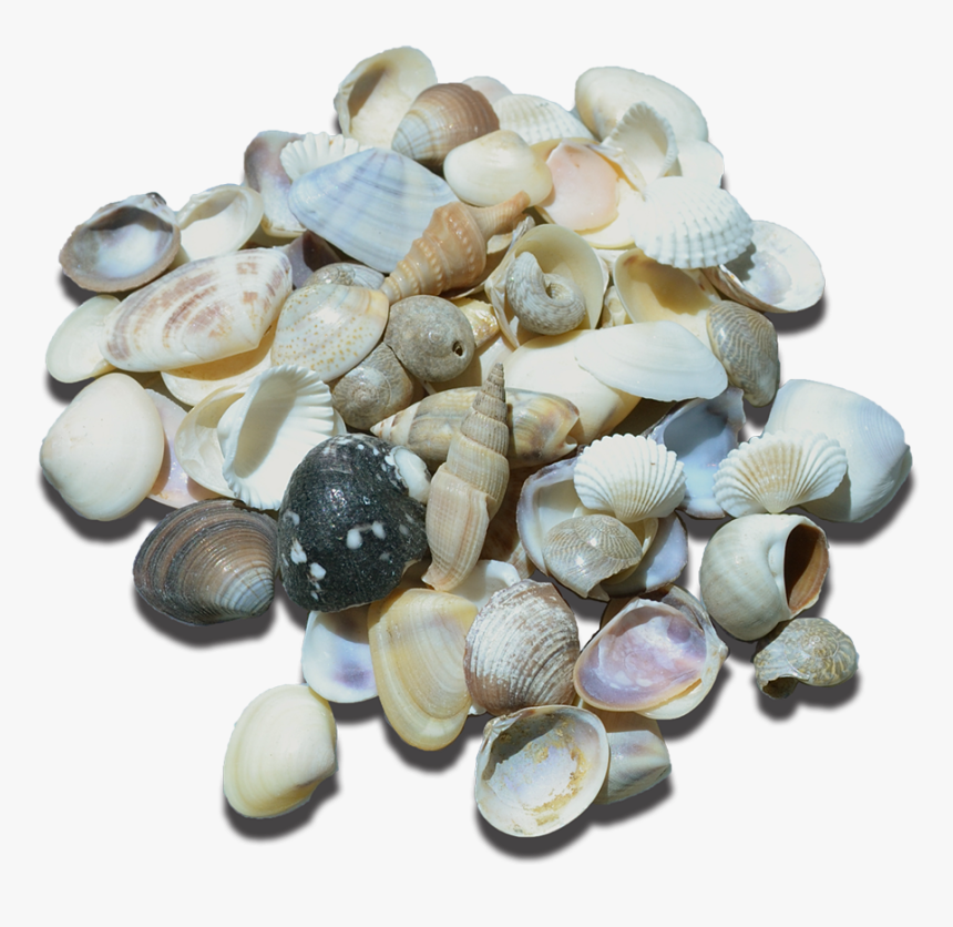 Indian Mix Assorted Craft Seashells Small, HD Png Download, Free Download