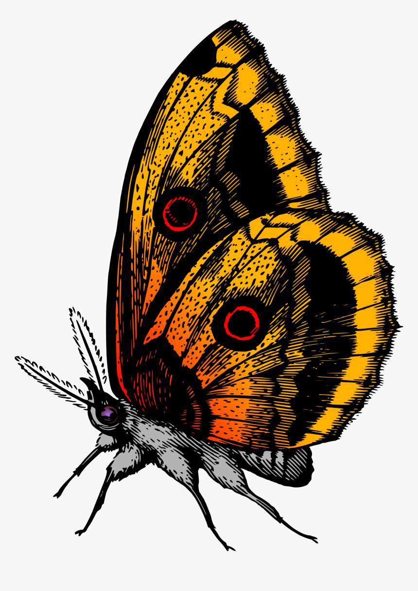 Butterfly 18 Clip Arts - Butterfly Hd Images Download, HD Png Download, Free Download