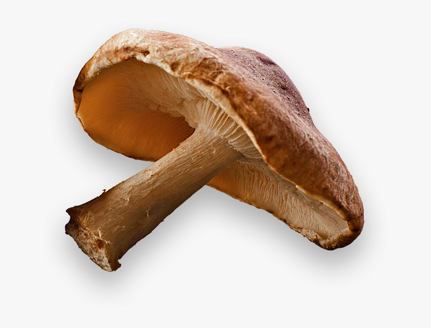 Shiitake Mushroom Transparent Background, HD Png Download, Free Download