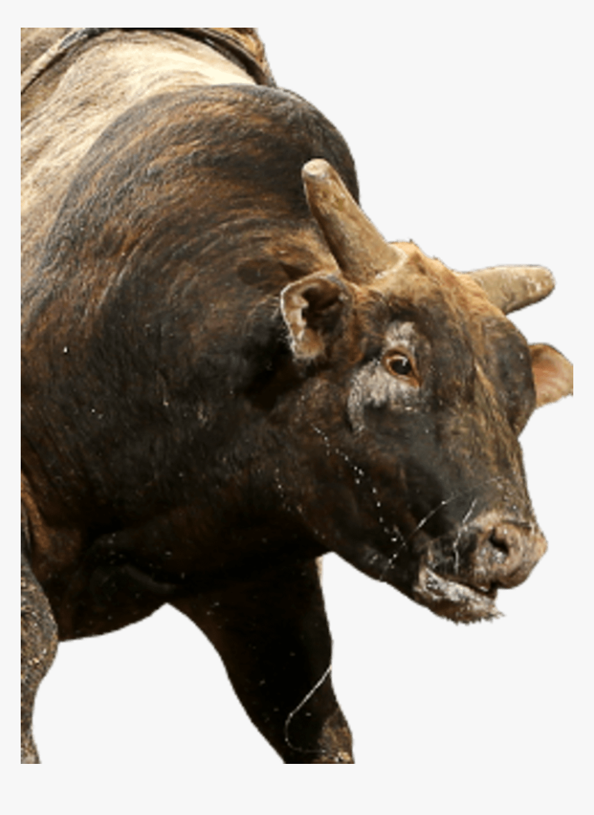 Bull, HD Png Download, Free Download