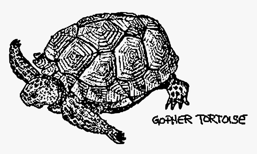 Big Image Png - Turtle Clip Art, Transparent Png, Free Download