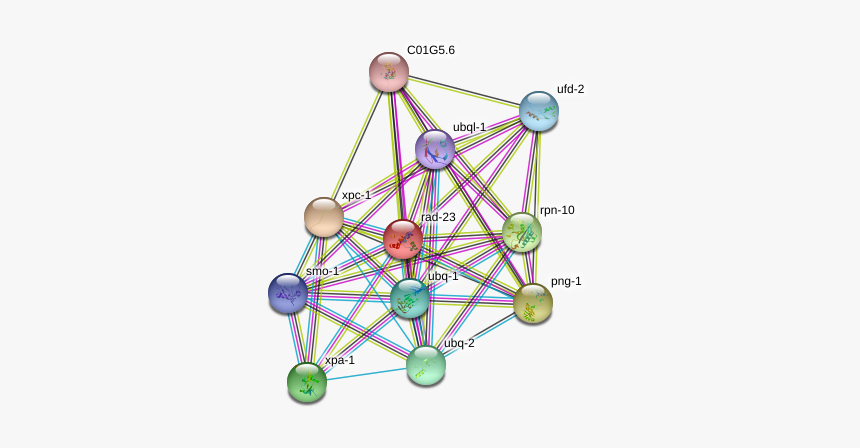 Rad-23 Protein - Circle, HD Png Download, Free Download