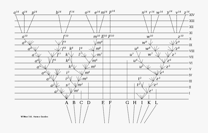 Origin Of Species - Origin Of Species Tree Of Life, HD Png Download, Free Download