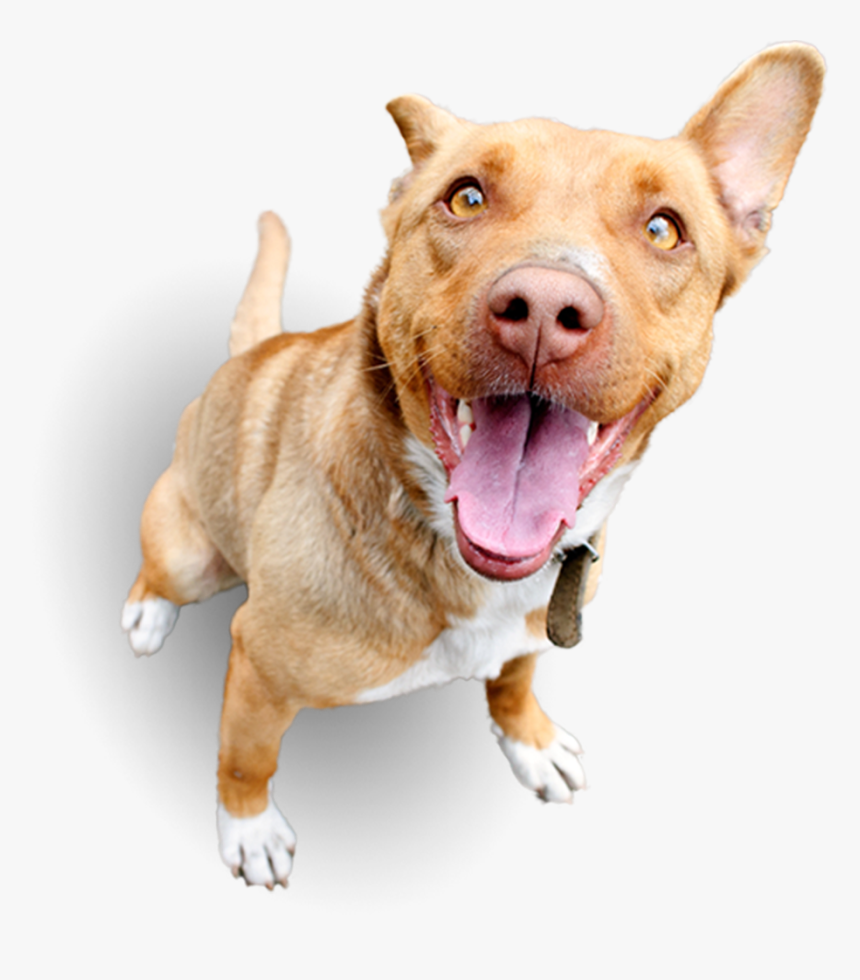 Dog Yawns, HD Png Download, Free Download