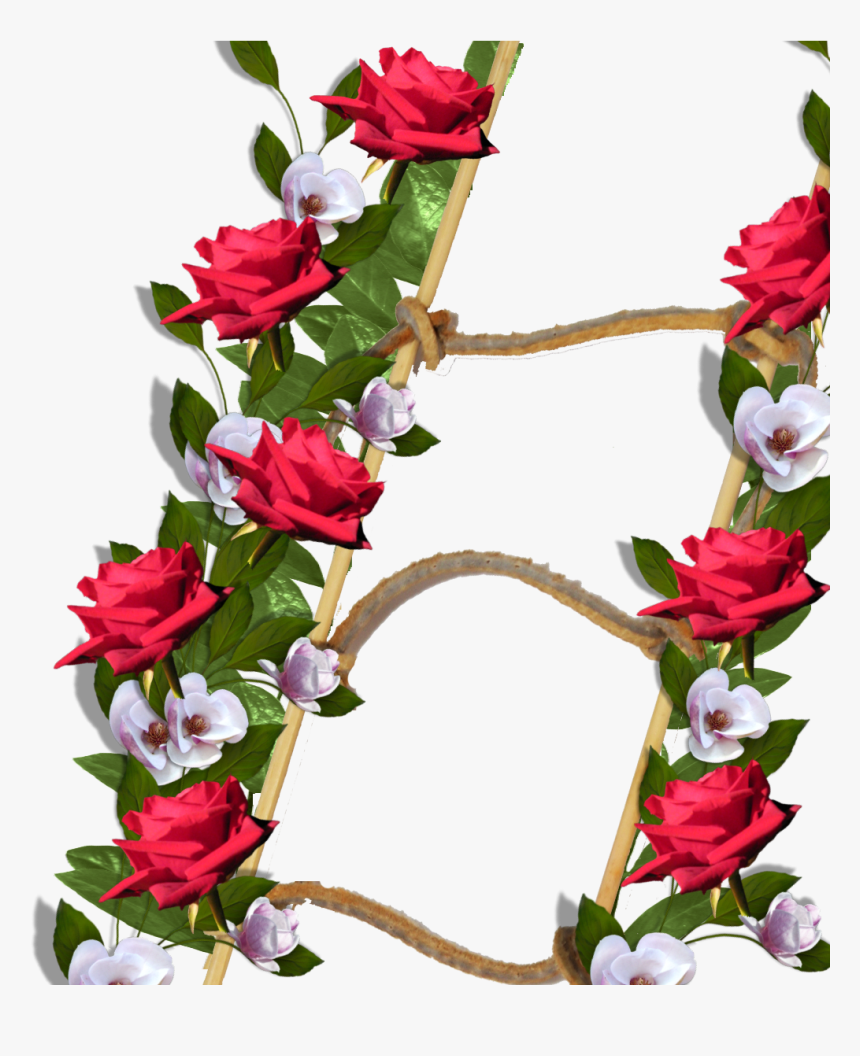 Marcos De Flores Png Imagui - Garden Roses, Transparent Png, Free Download