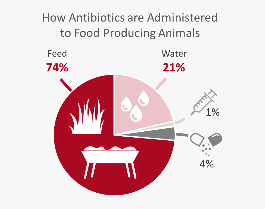 How Antibiotics Are Administered To Food Producing, HD Png Download, Free Download