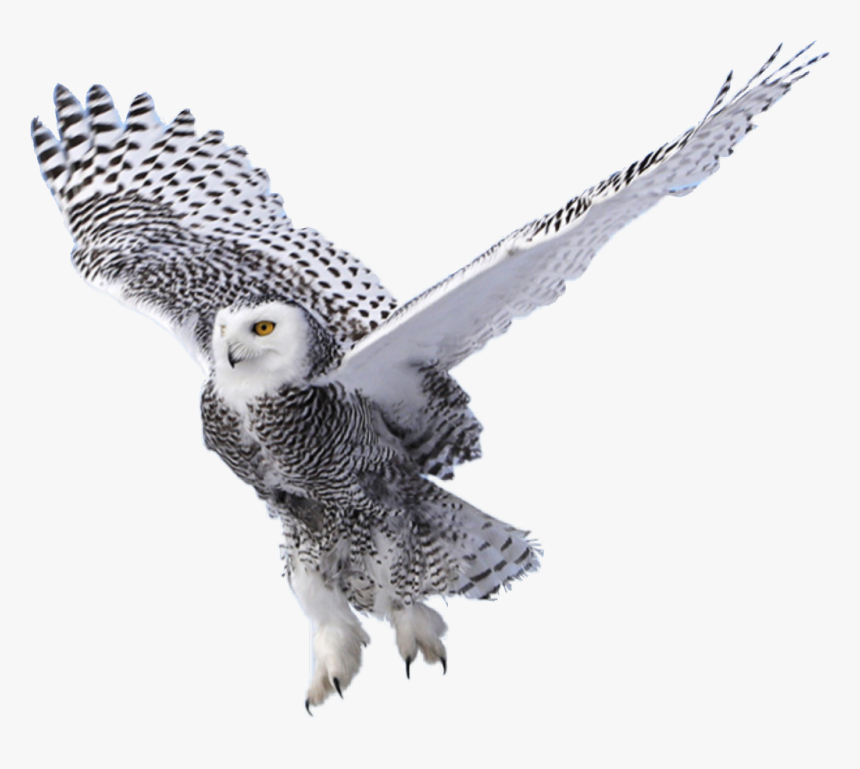 #buho - Snowy Owl, HD Png Download, Free Download