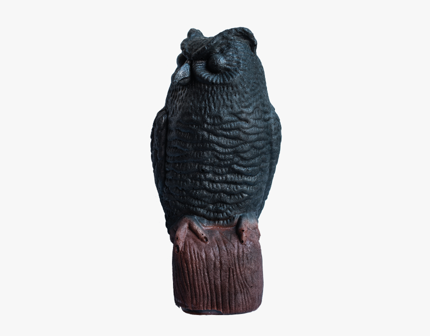 Owl, HD Png Download, Free Download