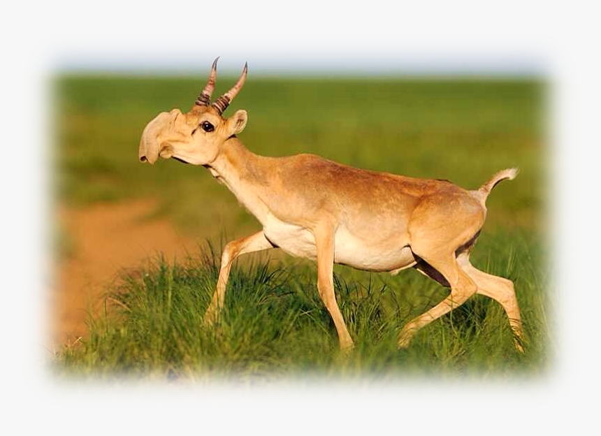 Antelope Dead, HD Png Download, Free Download