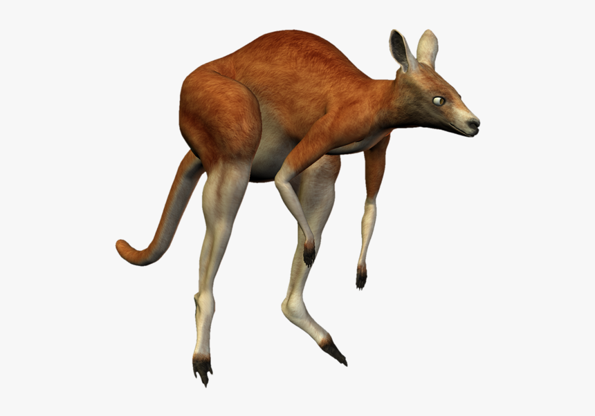 Kangaroo Deer Macropodidae Koala Antelope, HD Png Download, Free Download