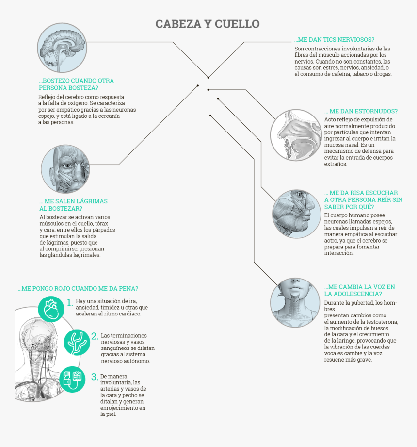 Diagram, HD Png Download, Free Download