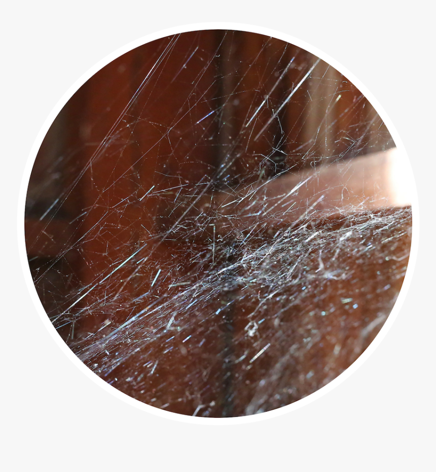 Cobwebs In Home, HD Png Download, Free Download