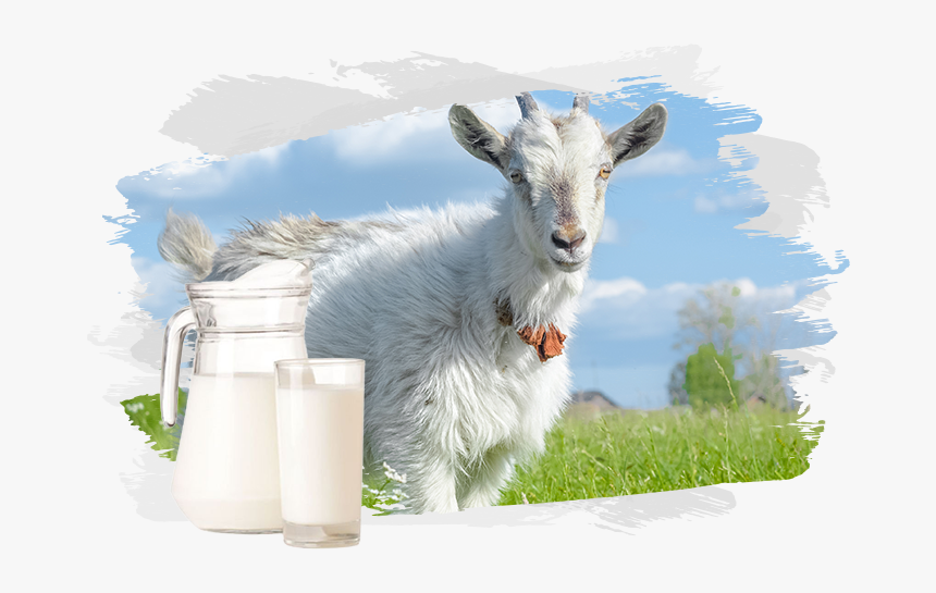 Goat, HD Png Download, Free Download