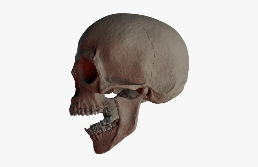 Skull, Skull And Crossbones, Bone, Creepy, Weird, Death - Skull, HD Png Download, Free Download